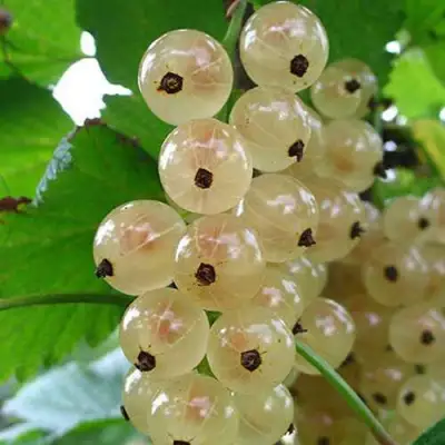 Смородина белая ЮТЕРБОРГСКАЯ в Полоцке