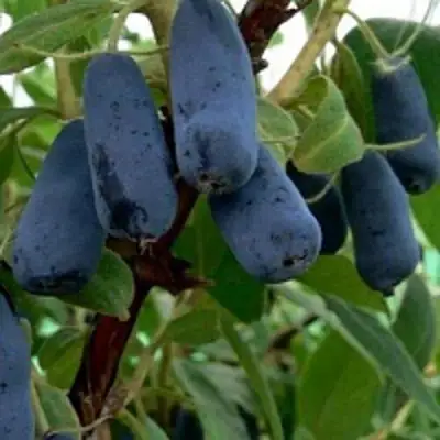 Жимолость съедобная ВОЛХОВА в Полоцке