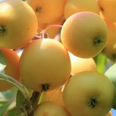 Яблоня УРАЛЬСКОЕ НАЛИВНОЕ в Полоцке