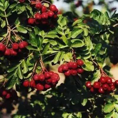 Рябина РУБИНОВАЯ сладкоплодная в Полоцке