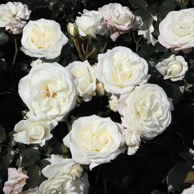 Роза АЛАБАСТЕР флорибунда в Полоцке