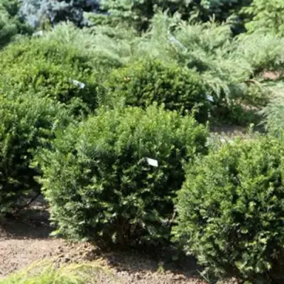 Тис НАНА остроконечный  в Полоцке