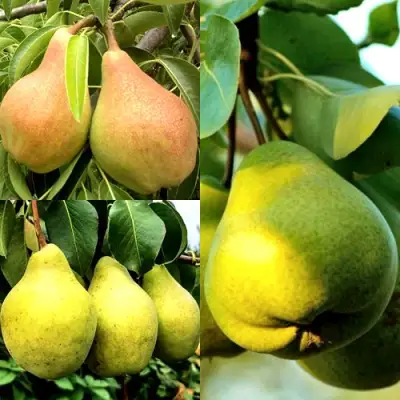 Комплект НАСТОЯЩИЙ ВОСТОРГ в Полоцке