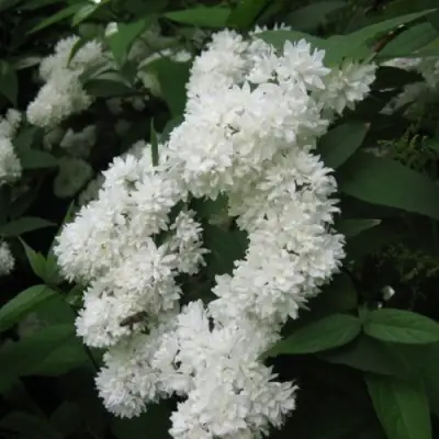 Дейция КАНДИДИССИМА шершавая в Полоцке