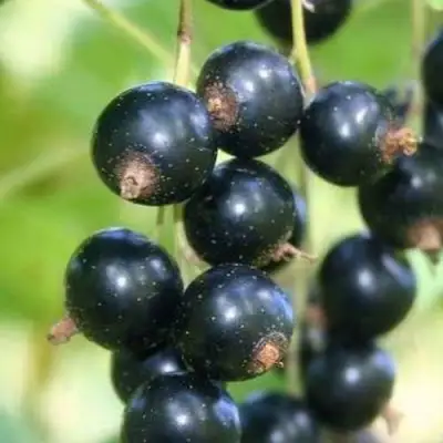 Смородина черная СТРЕЛЕЦ в Полоцке