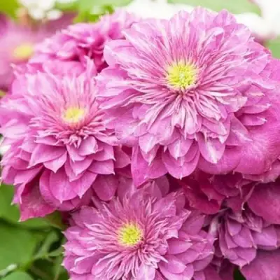 Клематис КАЙЗЕР в Полоцке