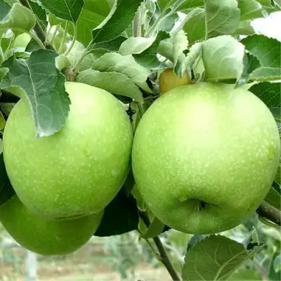 Яблоня РЕНЕТ СИМИРЕНКО в Полоцке