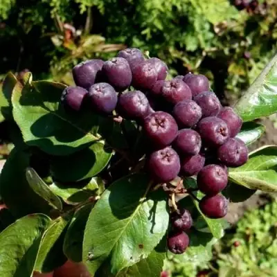 Рябина ЛИКЁРНАЯ сладкоплодная в Полоцке