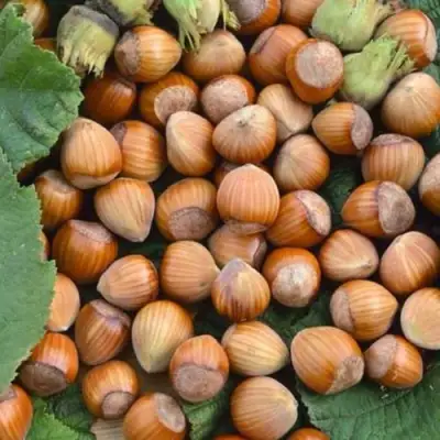 Фундук ТОНДА РОМАНА в Полоцке