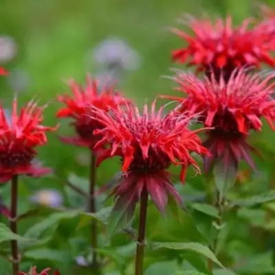 Монарда ПАНОРАМА РЕД в Полоцке