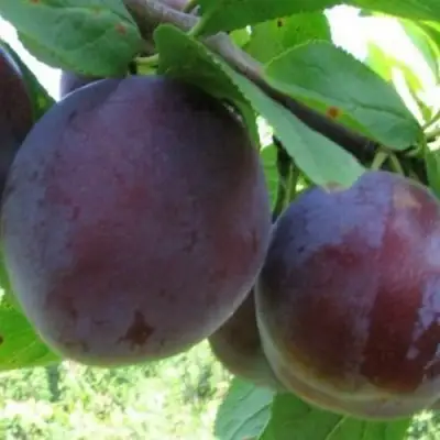 Слива СТАРТОВАЯ в Полоцке