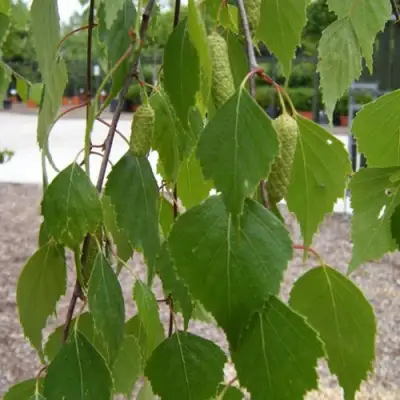 Береза ФАСЦИНЕЙШЕН белая  в Полоцке