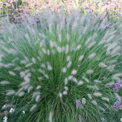 Пеннисетум ХАМЕЛН в Полоцке