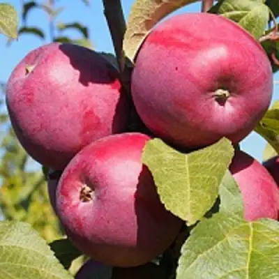 Яблоня ЗОРКА в Полоцке