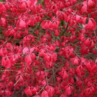 Бересклет КОМПАКТУС  в Полоцке