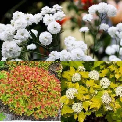 Комплект СОЛНЕЧНЫЙ МИКС в Полоцке