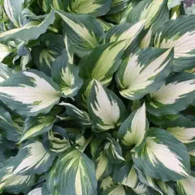 Хоста КРИСМАС КЭНДИ гибридная в Полоцке