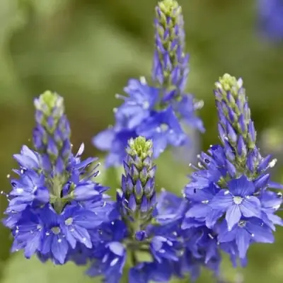 Вероника австрийская в Полоцке