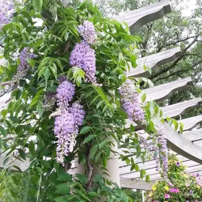 Глициния макростахия БЛЮ МУН в Полоцке