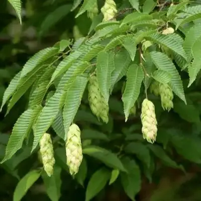Граб японский в Полоцке
