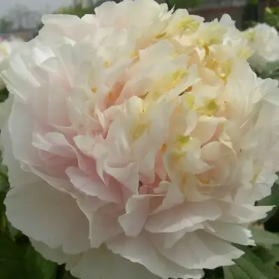 Пион ЗОЛОТОЙ ИЗУМРУД древовидный в Полоцке