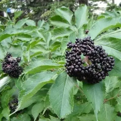 Бузина черная КЛАДЗЕЗЬ в Полоцке