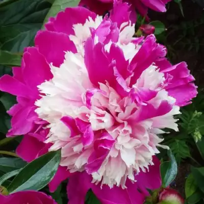 Пион КАПЛЯ РОСЫ травянистый в Полоцке