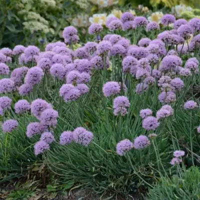 Лук ЛИЗА БЛЮ стареющий в Полоцке