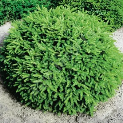 Ель НИДИФОРМИС обыкновенная в Полоцке