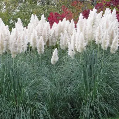 Кортадерия белая (пампасная трава) в Полоцке