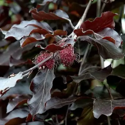 Бук лесной АТРОПУНИЦЕА в Полоцке