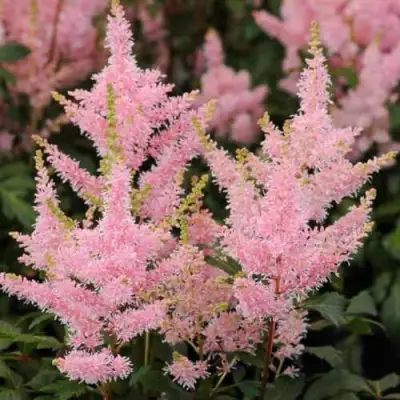 Астильба ЮНИК САЛМОН гибридная в Полоцке