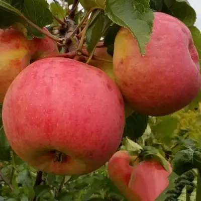 Яблоня БОЛОТОВСКОЕ в Полоцке