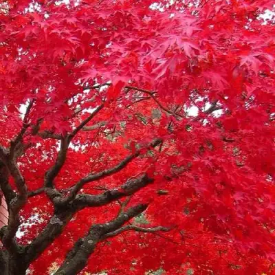 Клен гиннала  в Полоцке