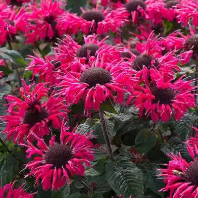 Монарда БИ МЭРИ гибридная в Полоцке