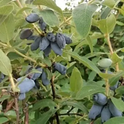 Жимолость съедобная НИМФА (ГАММА) в Полоцке