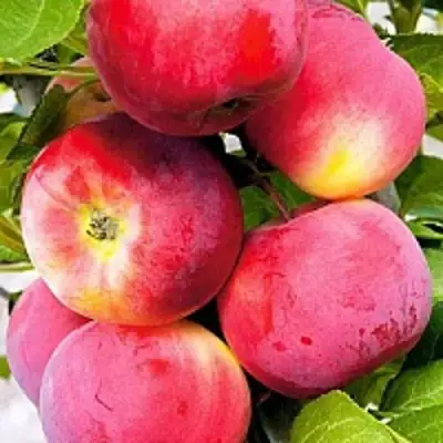 Яблоня СЕРЕБРЯНОЕ КОПЫТЦЕ в Полоцке