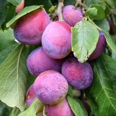 Слива БЛЮ СВИТ колонновидная в Полоцке