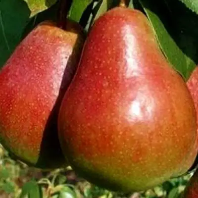 Груша ГЕРА в Полоцке