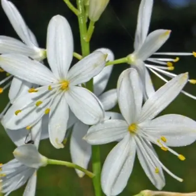 Венечник ветвистый в Полоцке