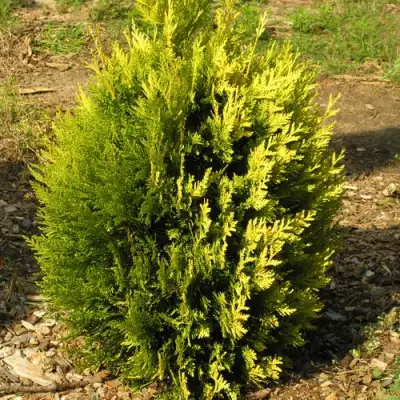 Туя КОППЕР ГОЛД западная в Полоцке