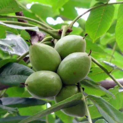 Орех маньчжурский МИЧУРИНЕЦ в Полоцке