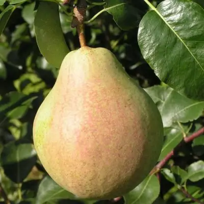 Груша ЛИРА в Полоцке