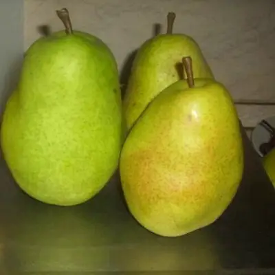 Груша БЕРЕ ЛЮКА в Полоцке