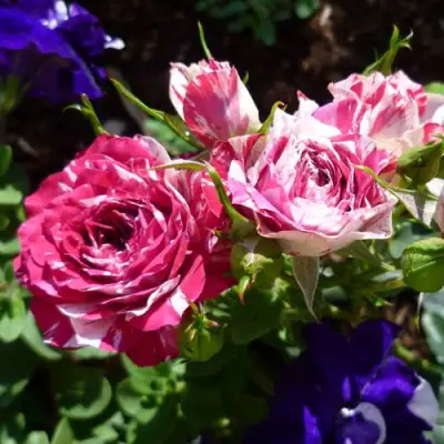 Роза ФЛЕШ ДАНС спрей в Полоцке