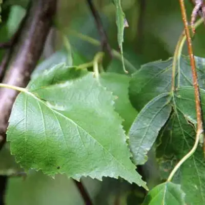Береза ПОВИСЛАЯ в Полоцке
