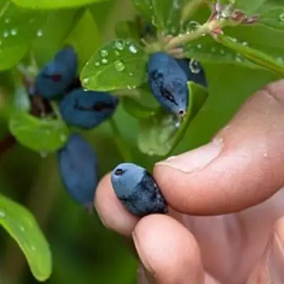 Жимолость съедобная АМФОРА в Полоцке