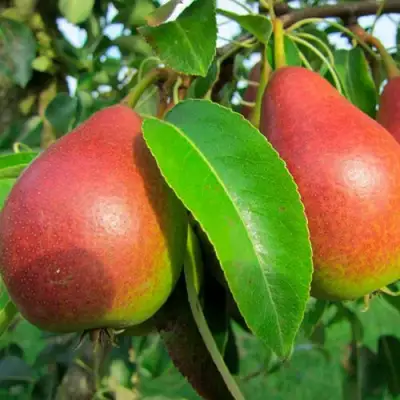 Груша ГЕРА в Полоцке