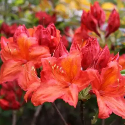 Азалия ЛИЛИНШТЕЙН японская в Полоцке