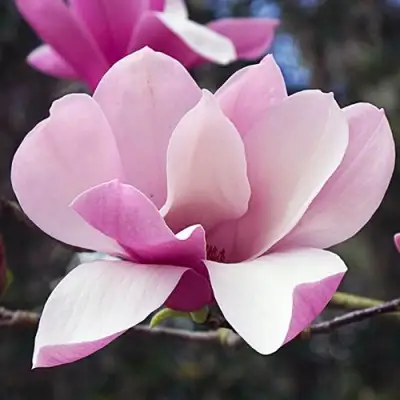 Магнолия РИККИ в Полоцке